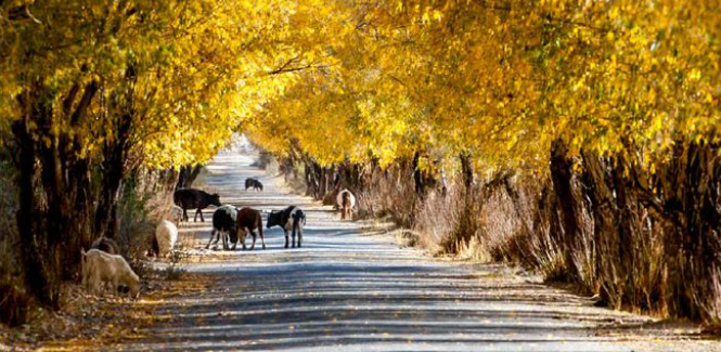 塔合曼樹洞公路